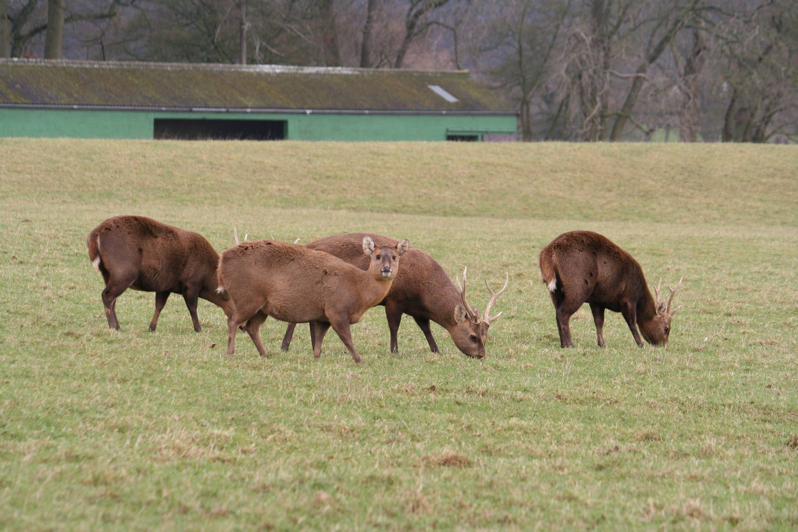 Common hog deer