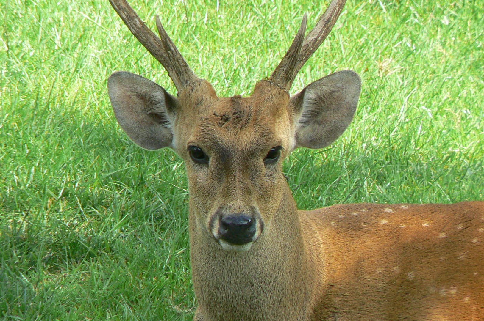 Common hog deer
