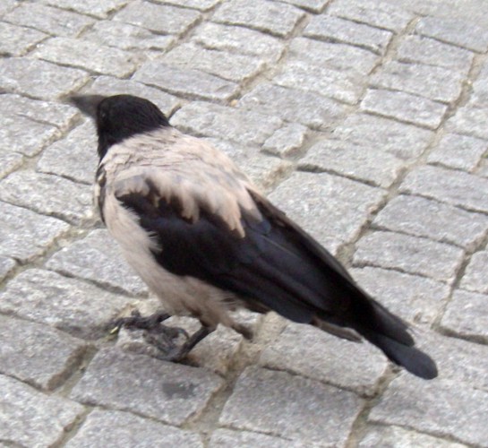 Common (Hooded) Crow (Corvus corone (cornix))