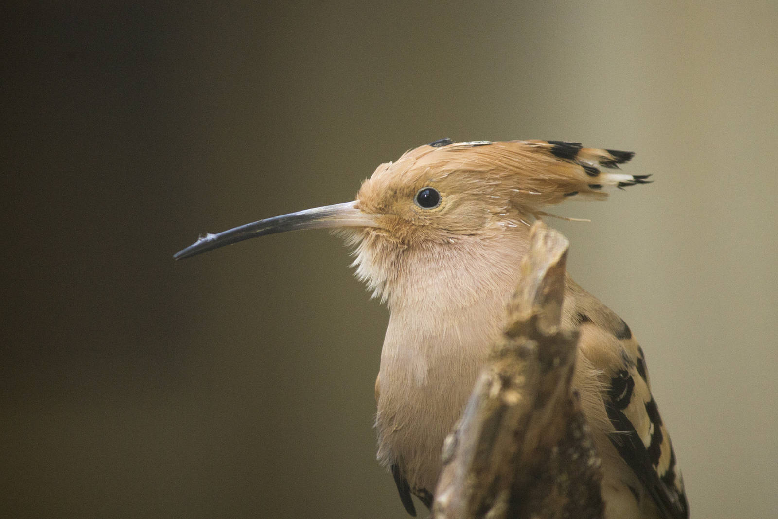 Common hoopoe, 12/28/14