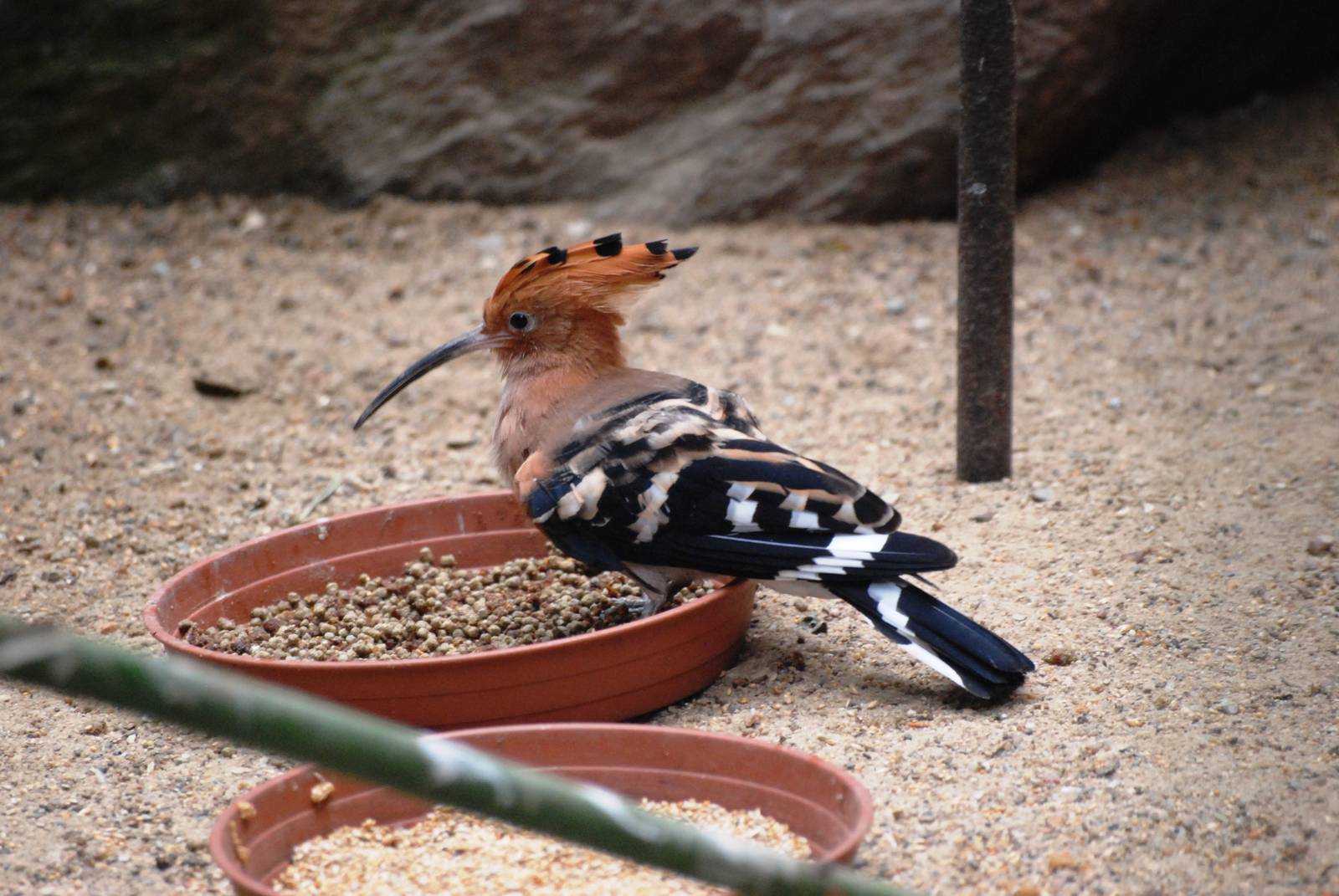 Common Hoopoe at Dvur Kralove, 27/08/12