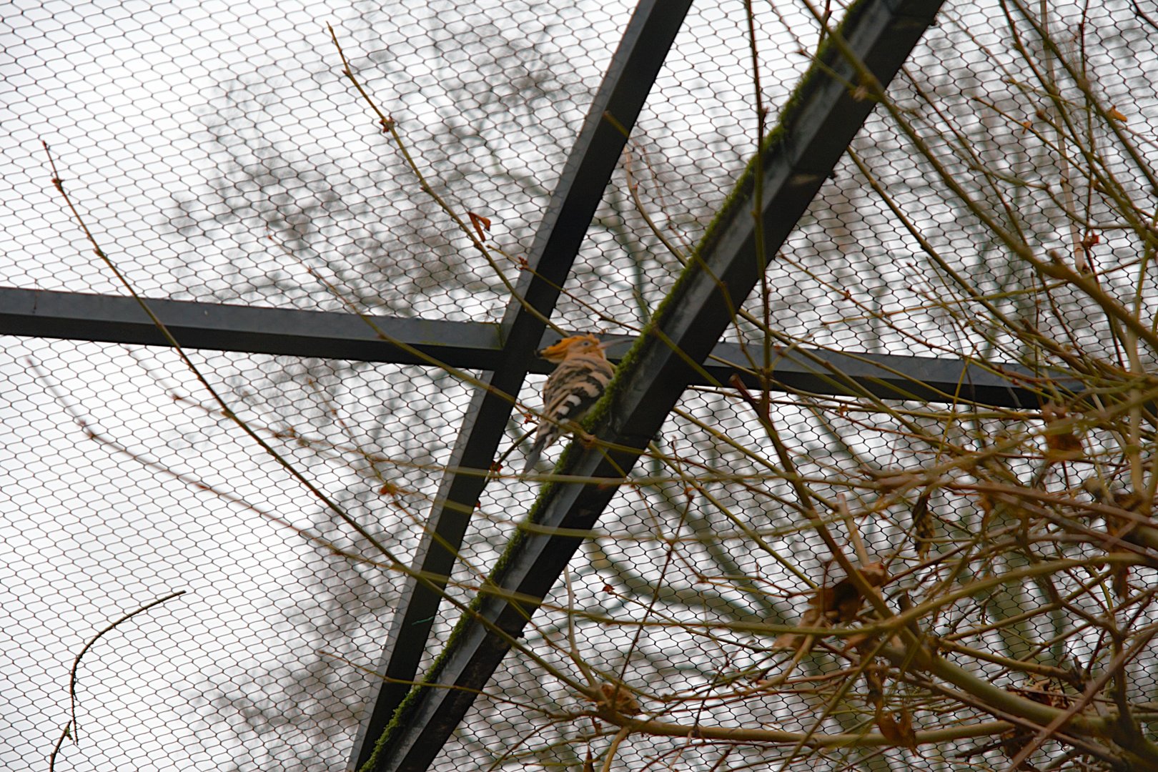 Common Hoopoe (Upupa epops), 2025-01-20