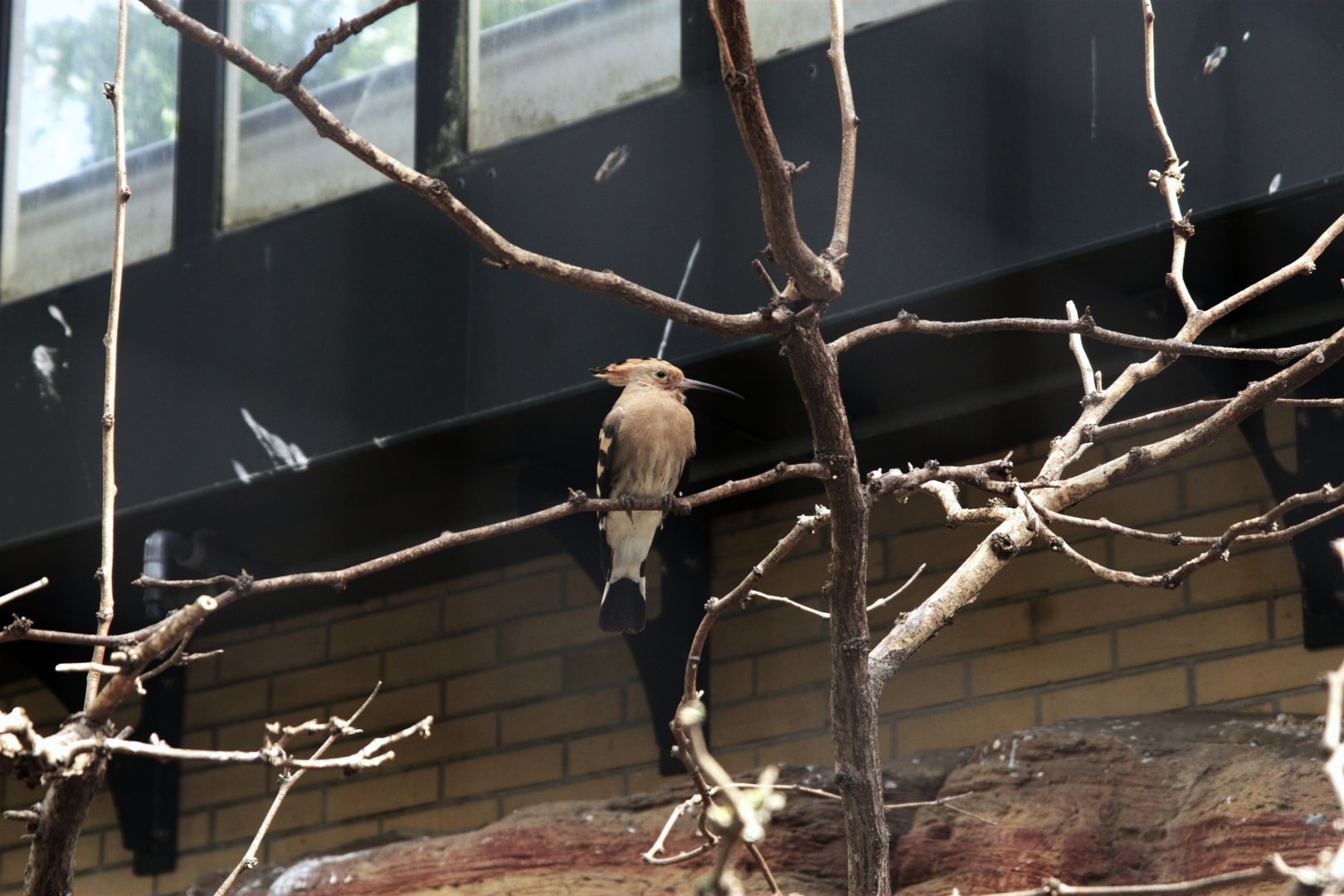 Common Hoopoe (Upupa epops), 27-05-25