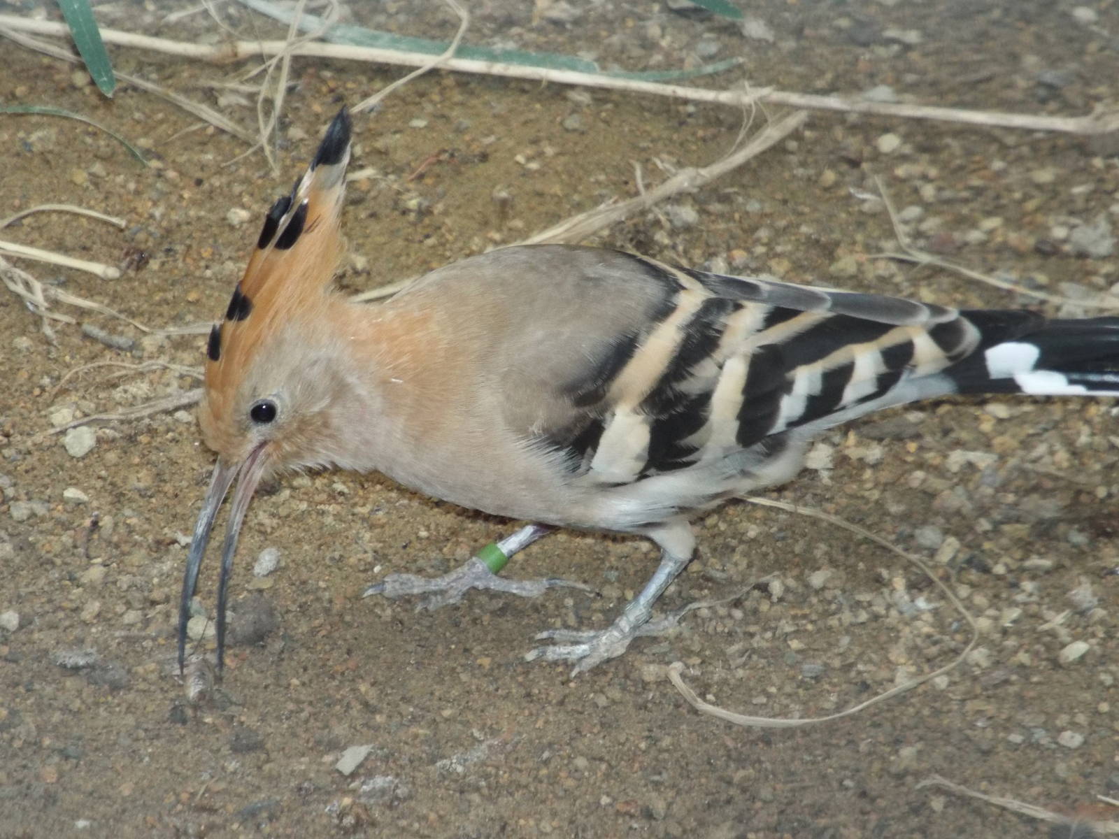 Common Hoopoe (Upupa epops) at Zoo Berlin - 6th April 2014