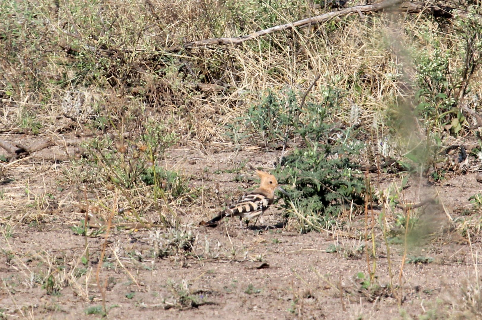 Common Hoopoe (Upupa epops)