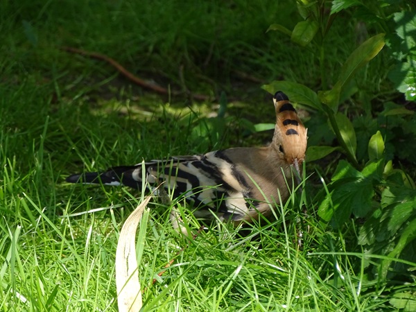 Common hoopoe (Upupa epops)