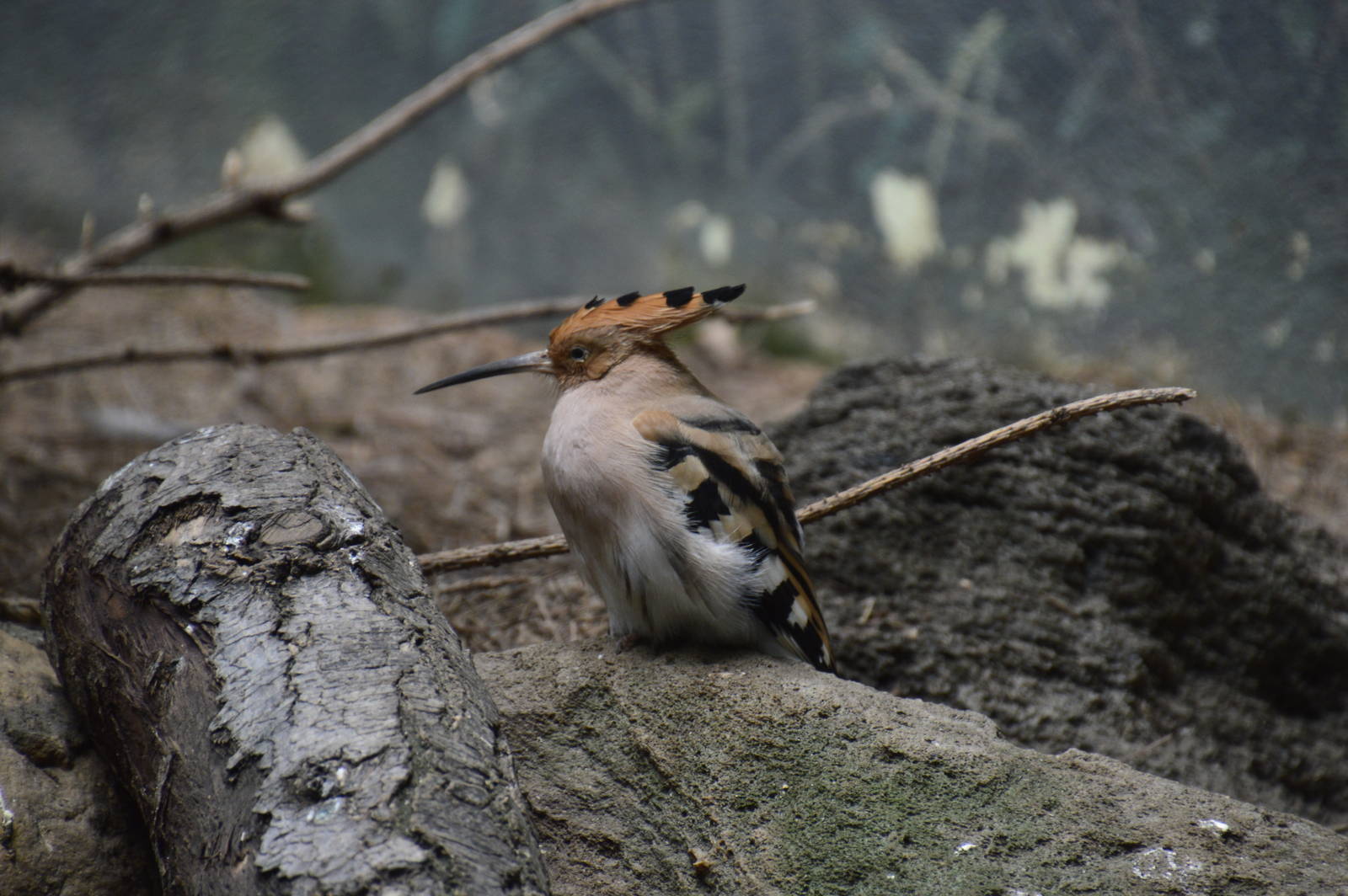 Common Hoopoe - World of Birds 031215