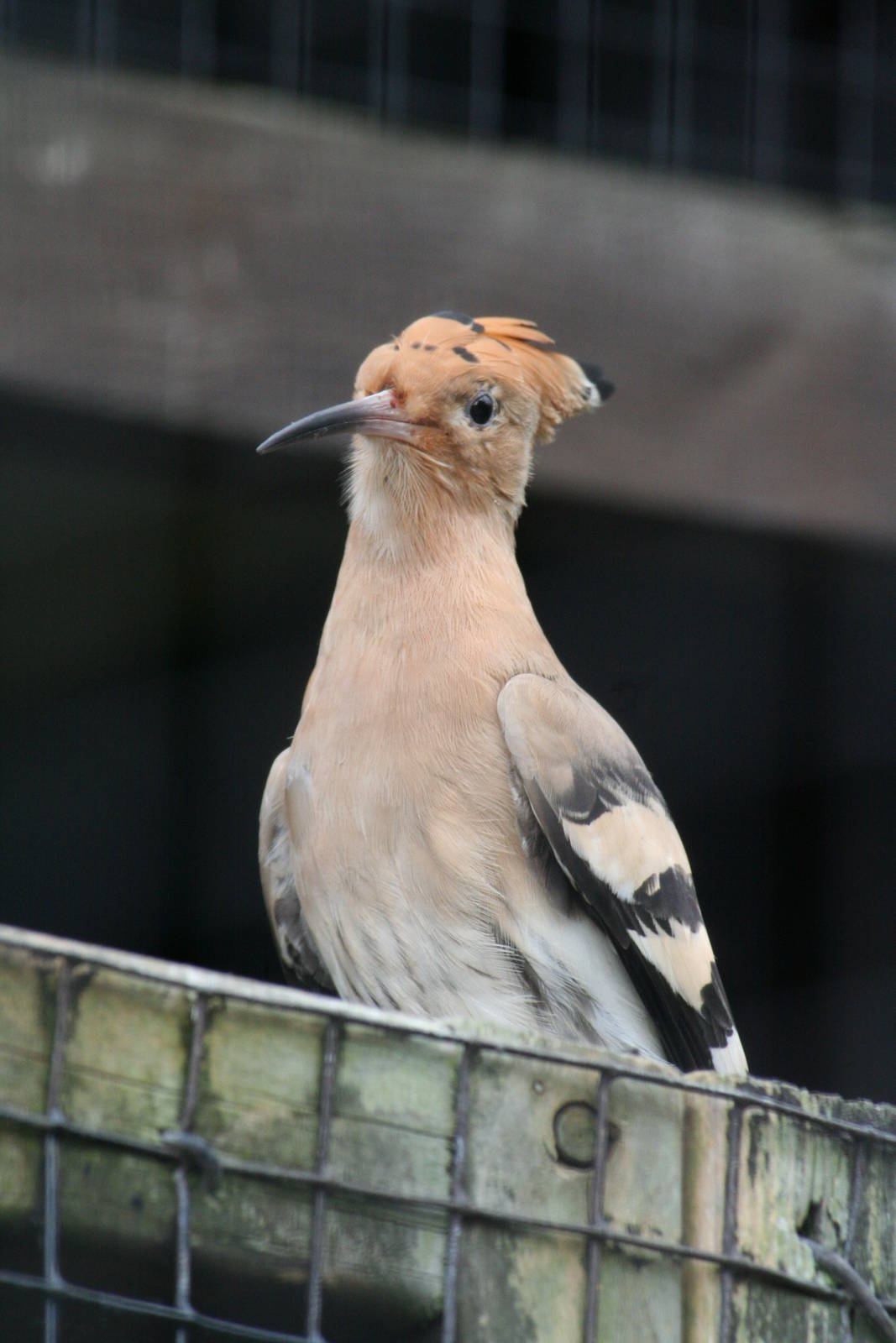 Common hoopoe