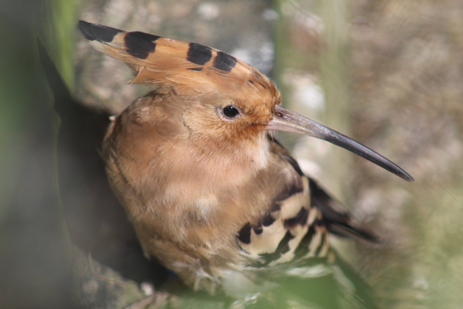 Common Hoopoe