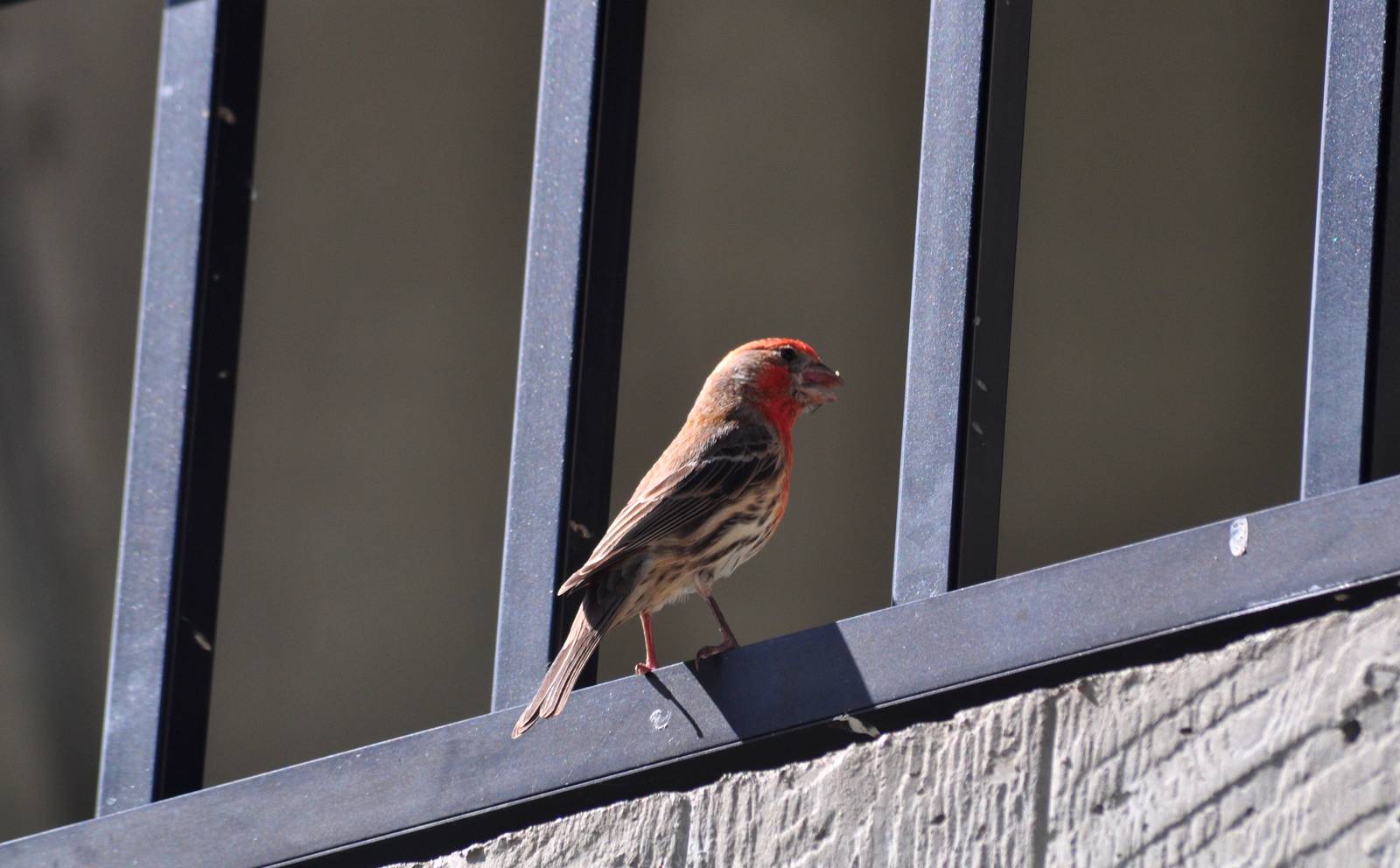 Common House Finch - Hawaii