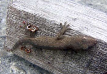 Common House Gecko (Hemidactylus frenatus)