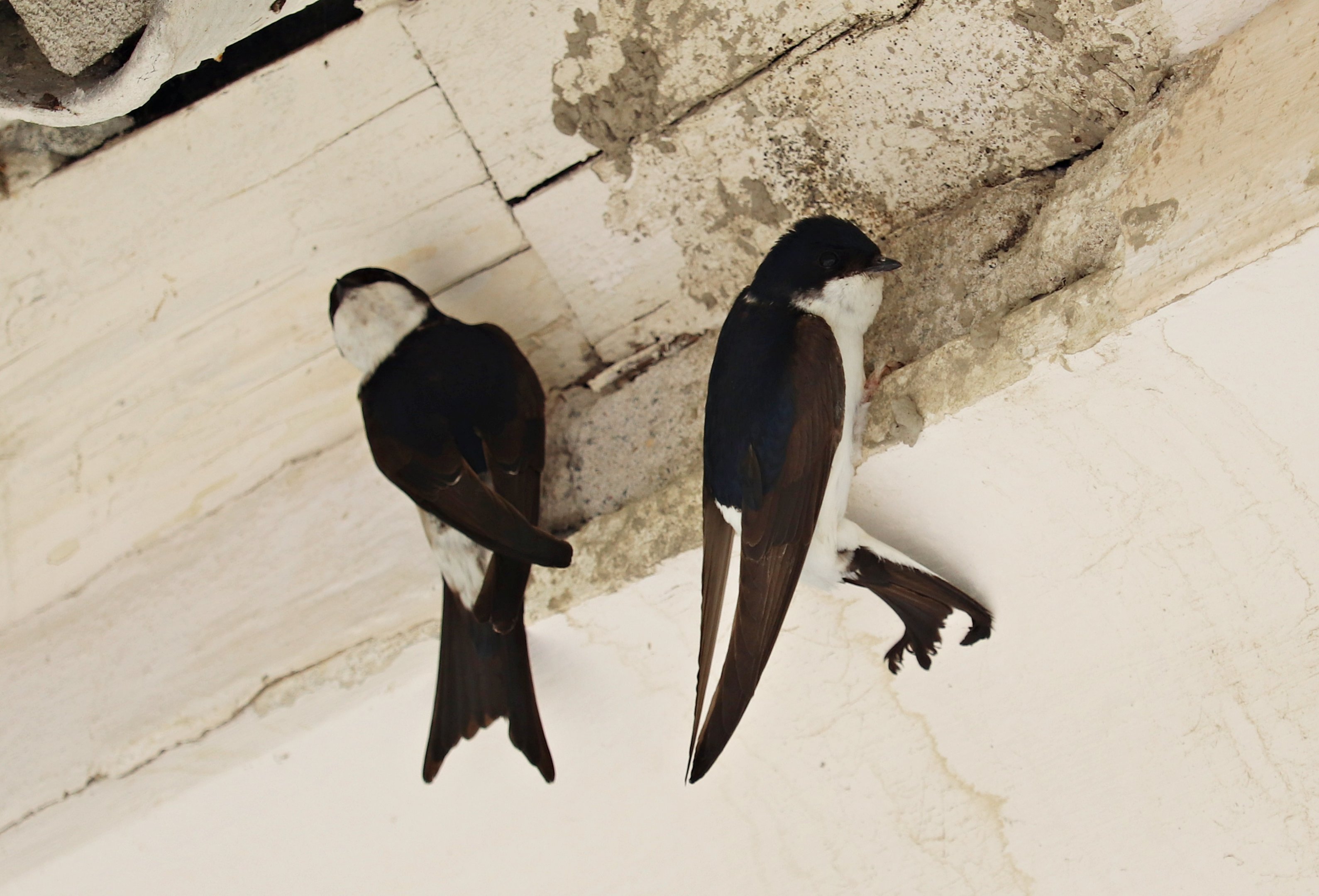 Common house martin (Delichon urbicum urbicum)