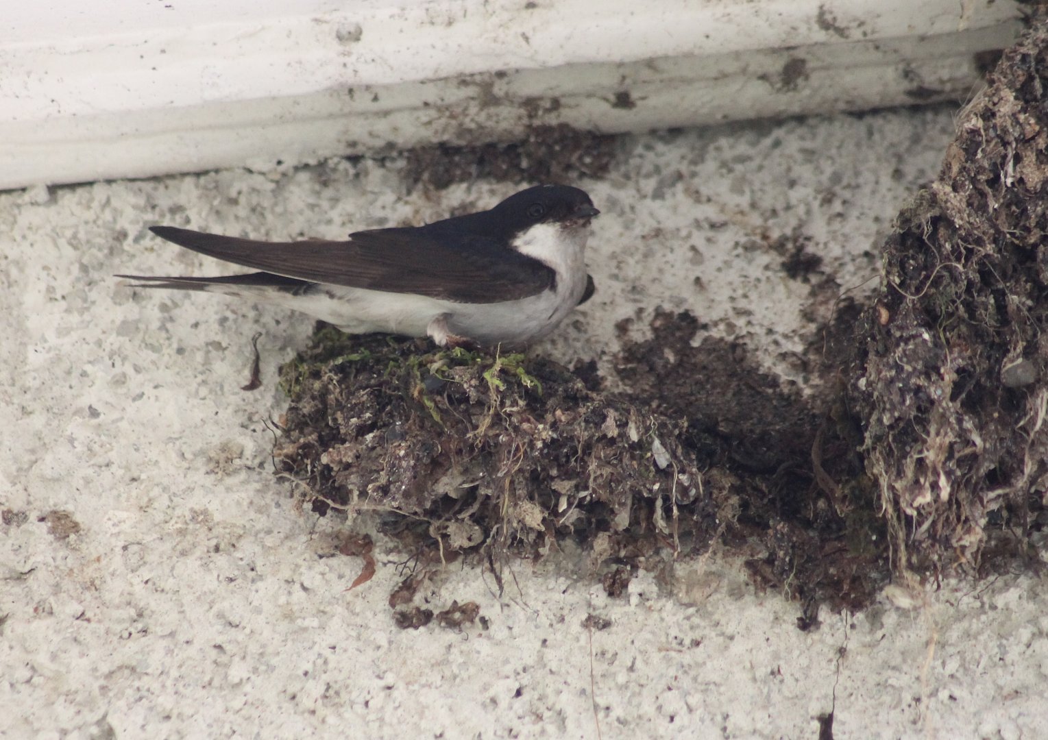 Common house martin