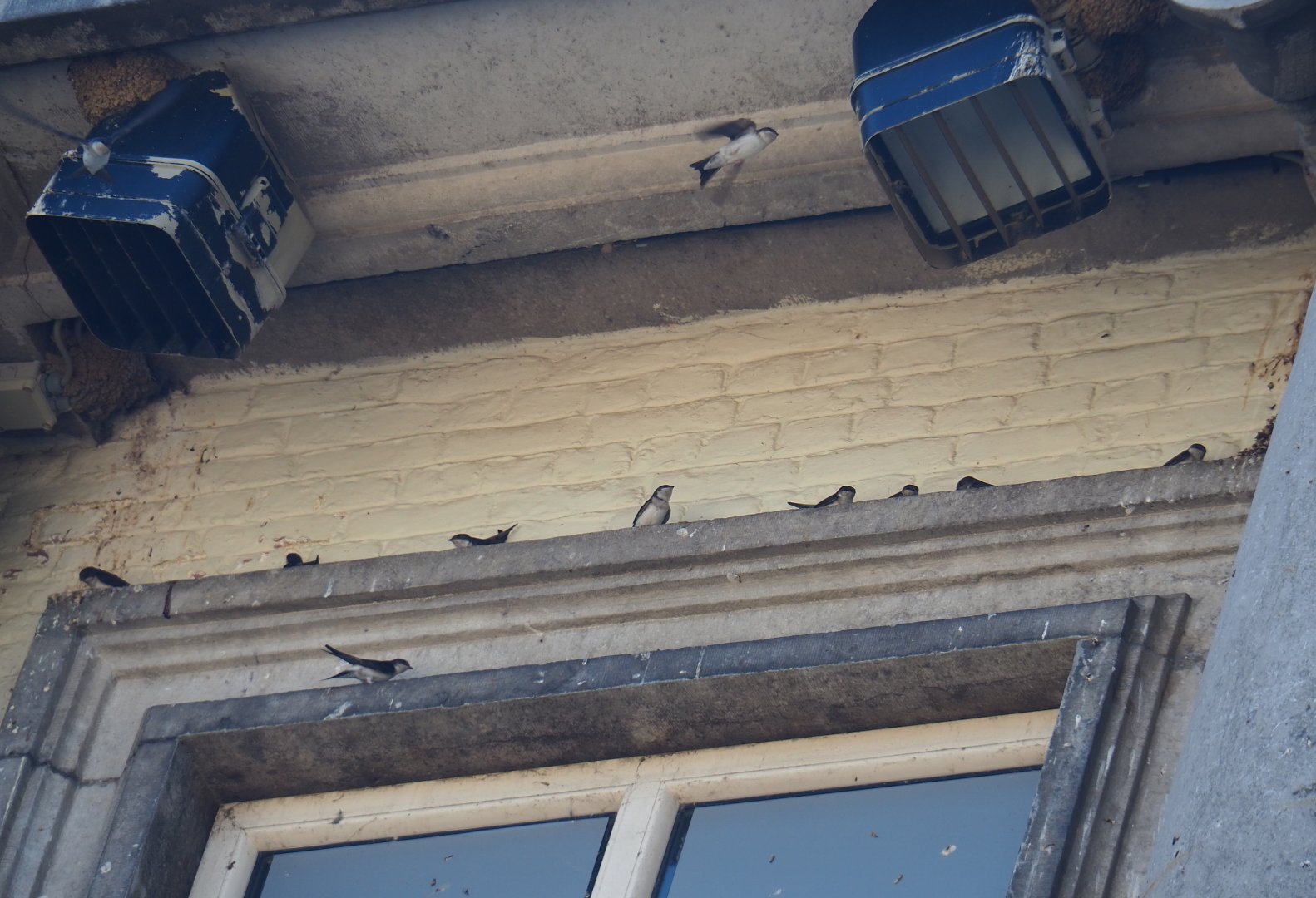 Common house martins (Delichon urbicum) in the portico of the aquarium building, 2021-09-03