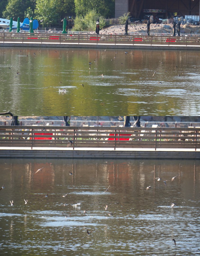 Common house martins flying above the lake, 2020-09-02