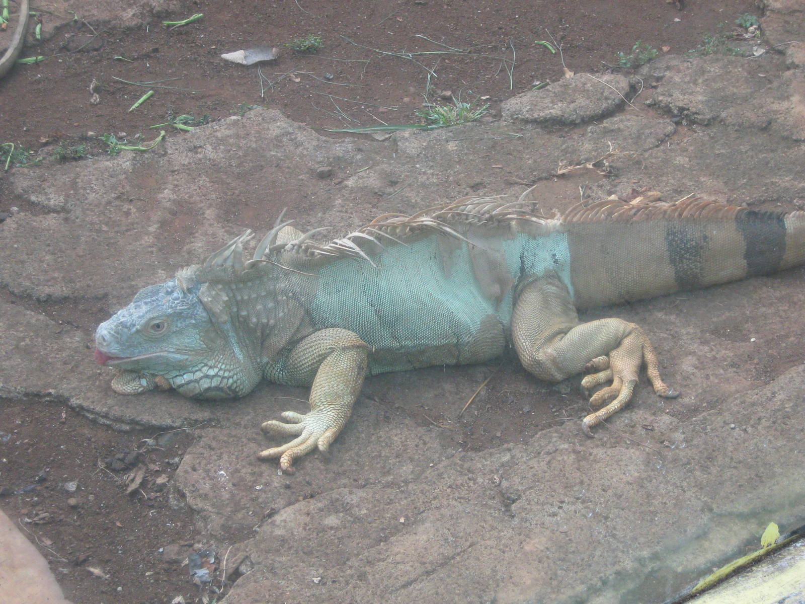 common iguana at the Reptile Park