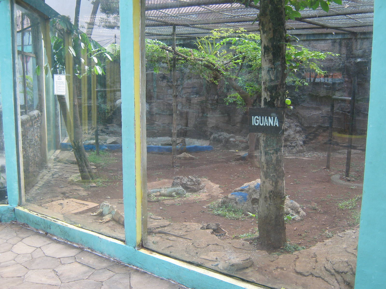 common iguana enclosure at the Reptile Park