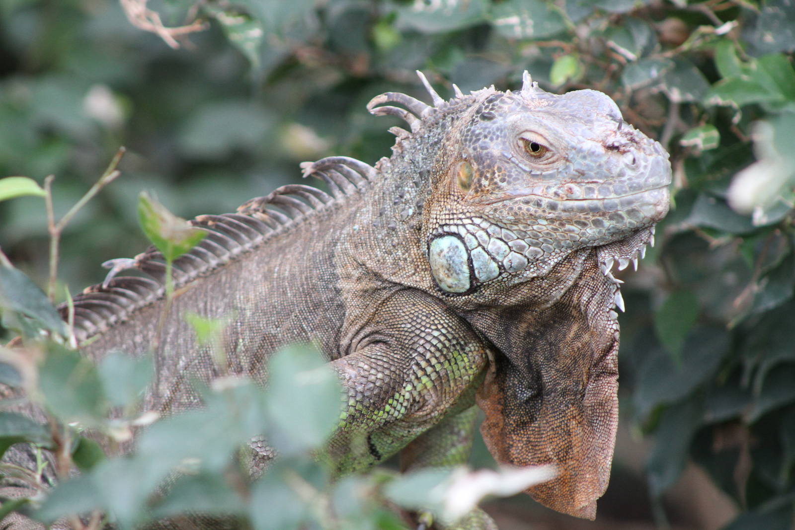 Common Iguana (Iguana iguana)