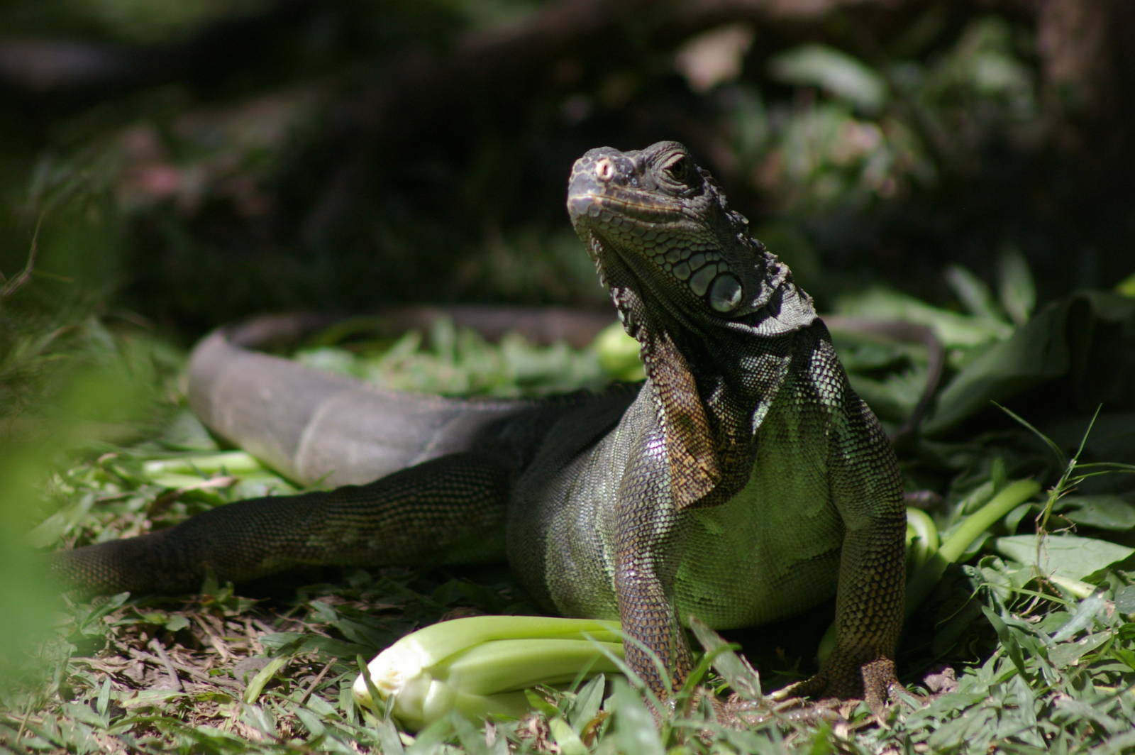 common iguana (Iguana iguana)
