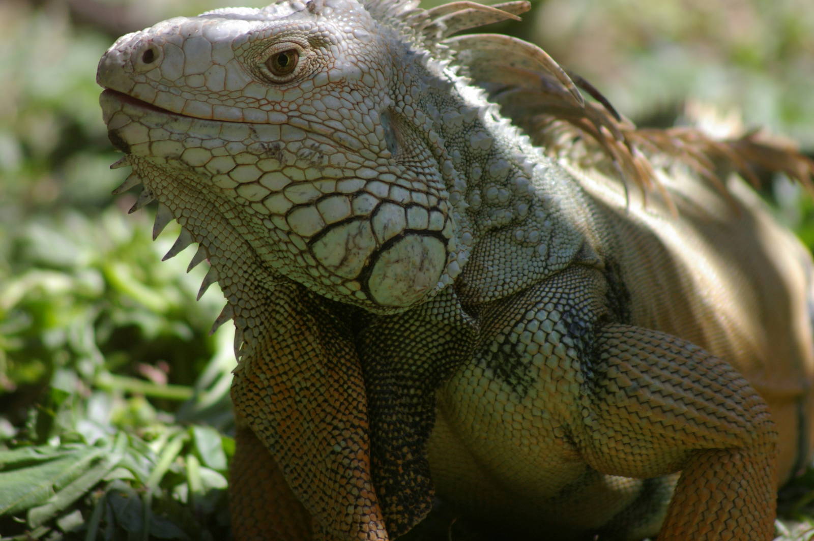common iguana (Iguana iguana)