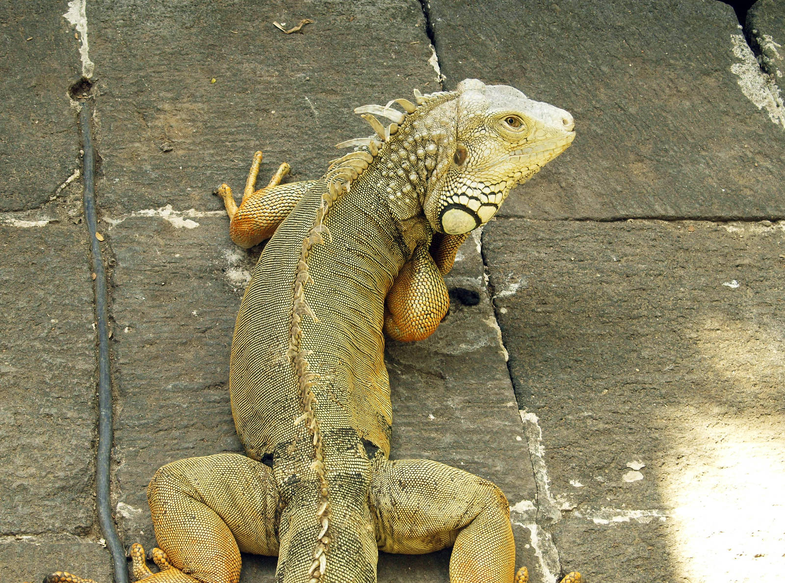 Common iguana