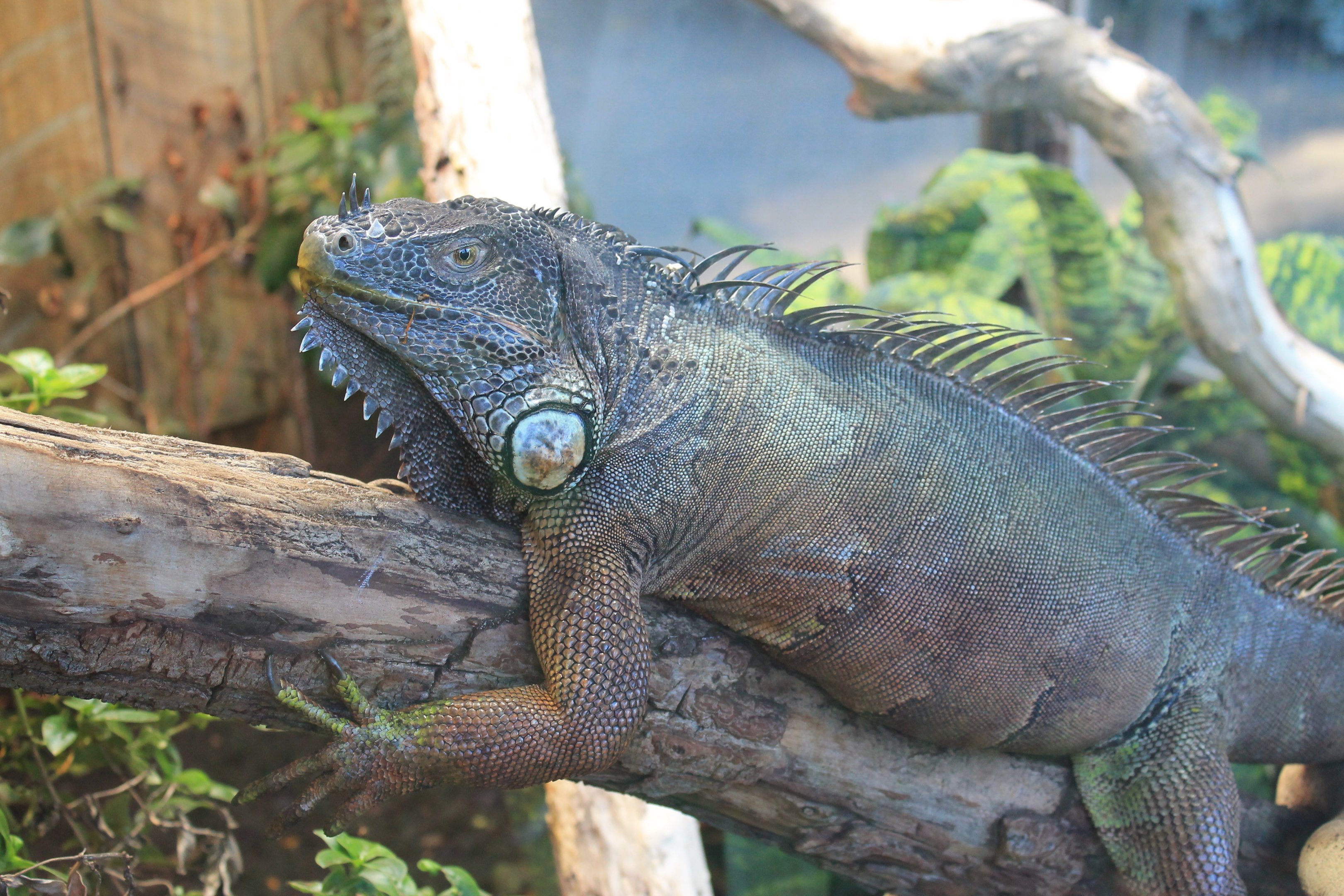 Common Iguana