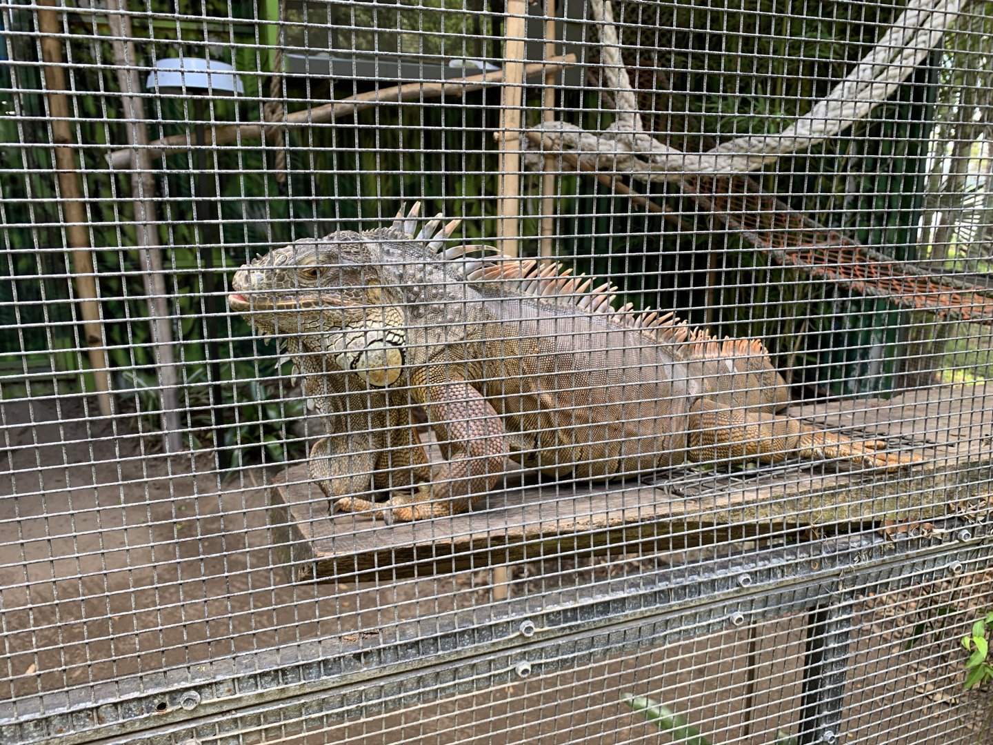 Common Iguana
