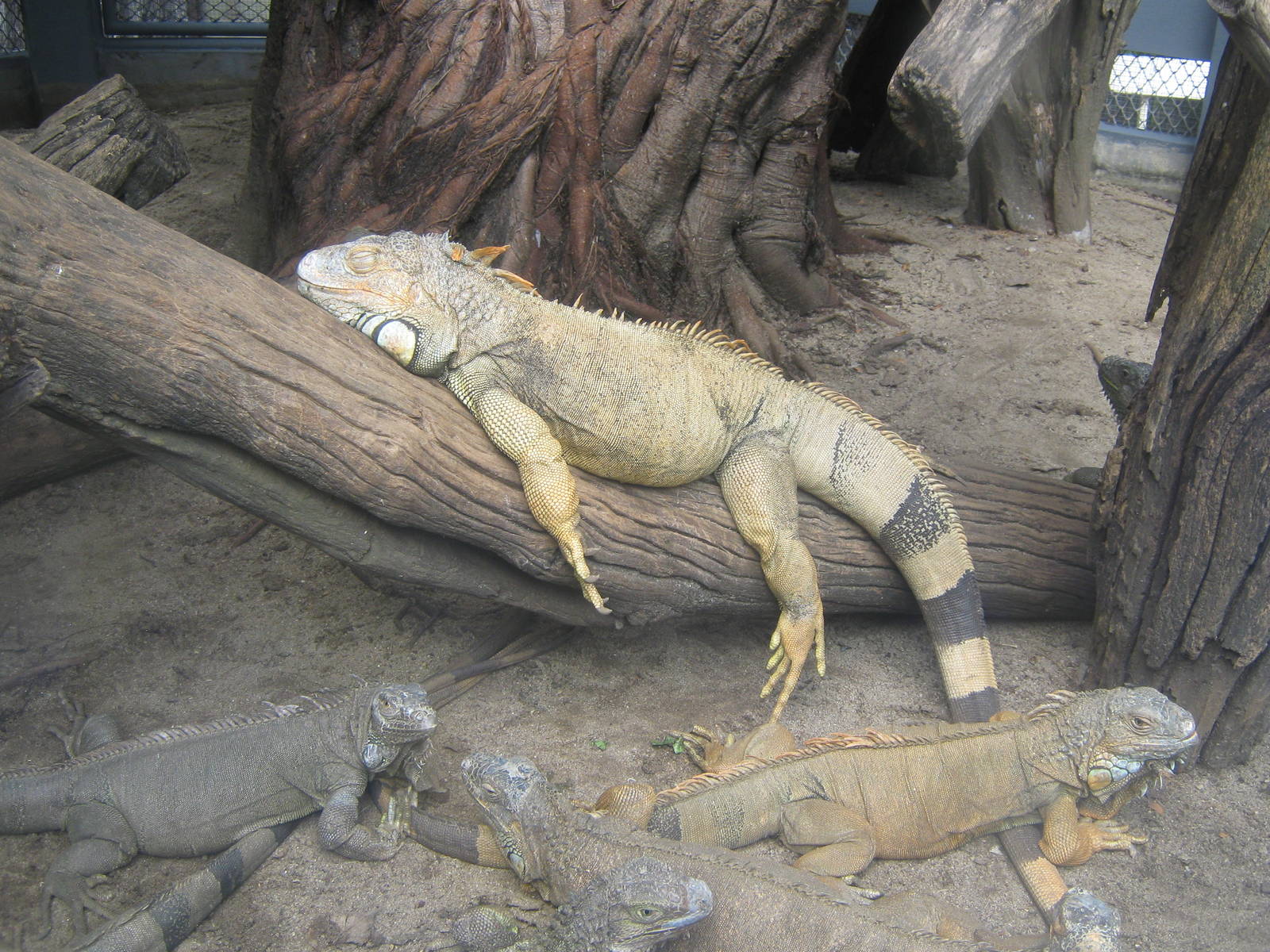 common iguanas
