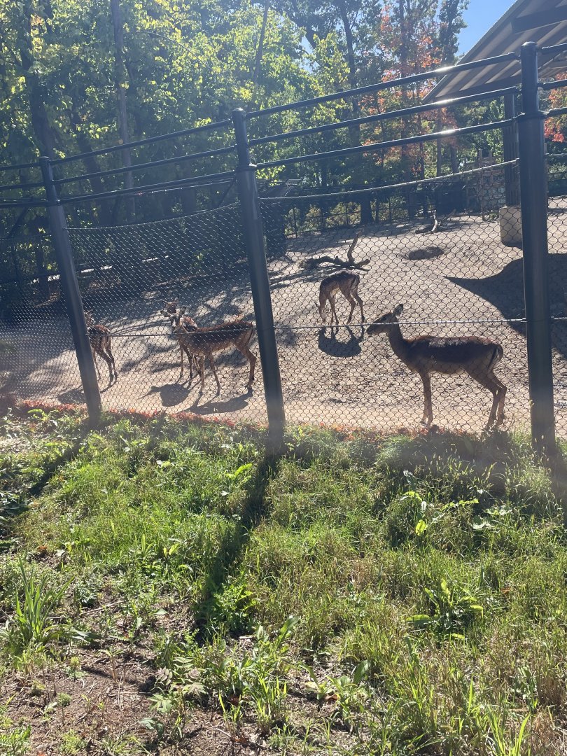 Common Impala (10/7/23)