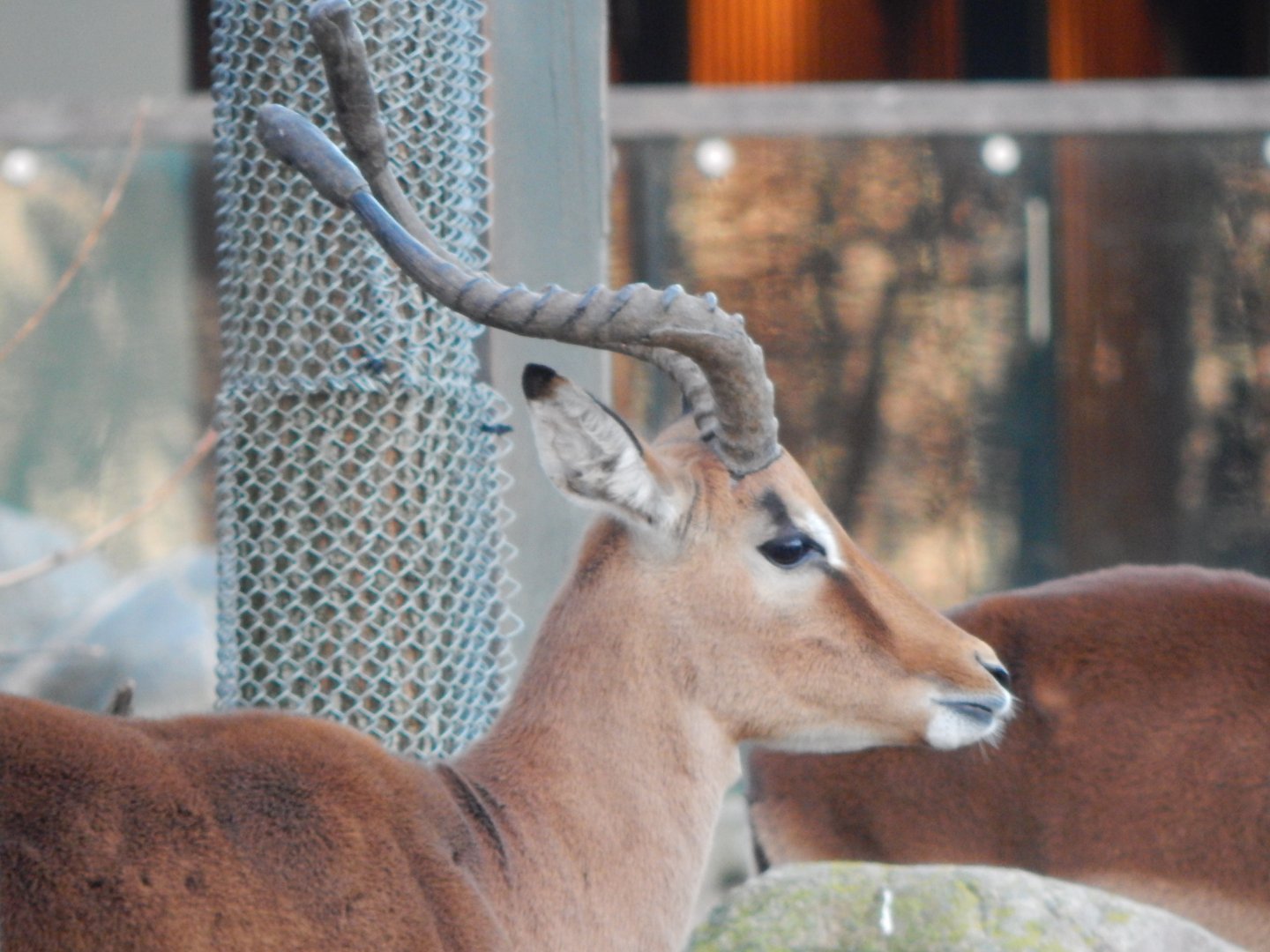 Common impala 261124