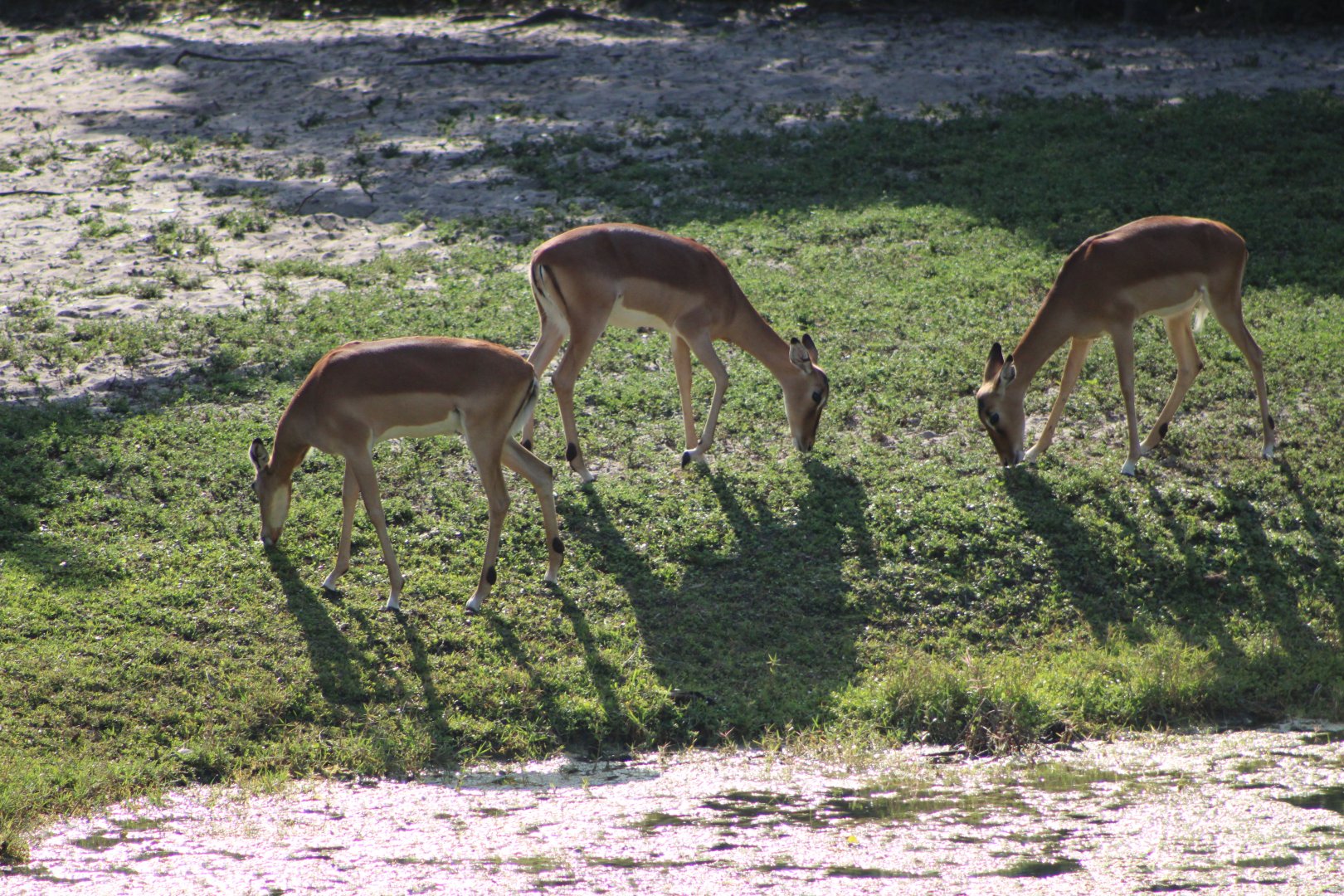 Common Impala (A. m. melampus)