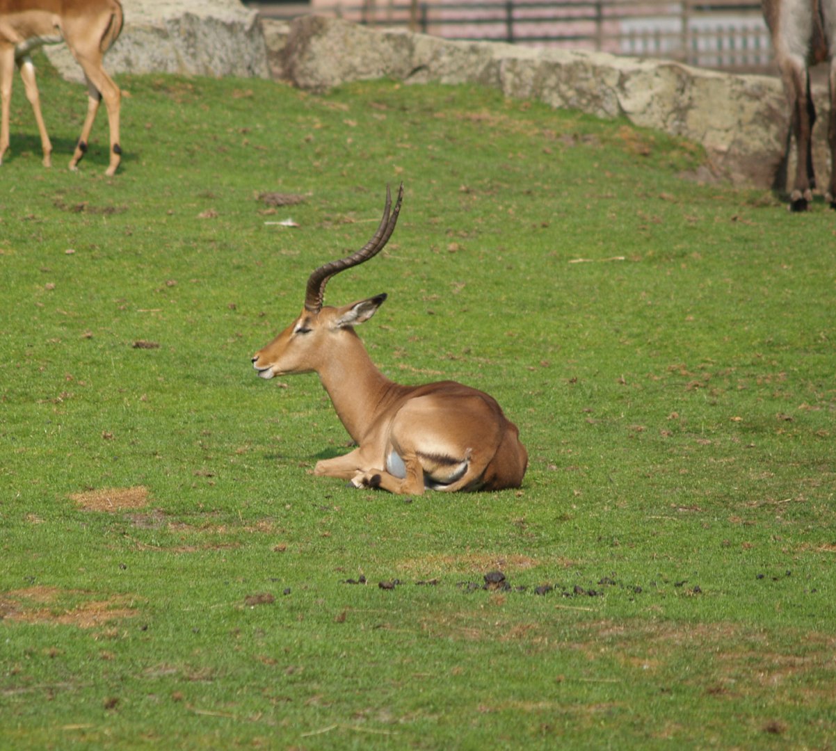 Common impala (Aepyceros melampus melampus), 2006-07-08
