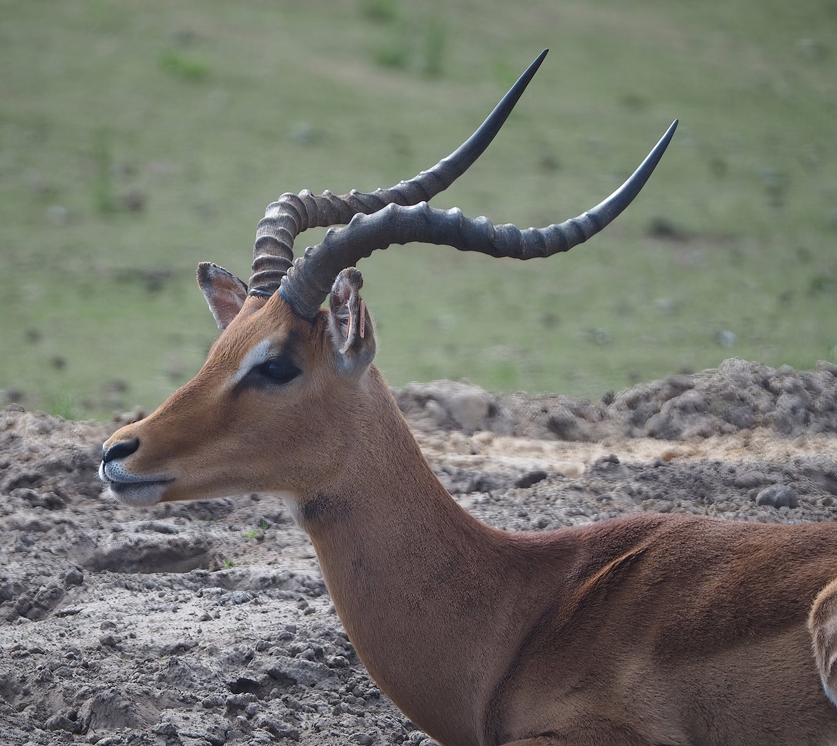 Common impala (Aepyceros melampus melampus), 2022-06-12