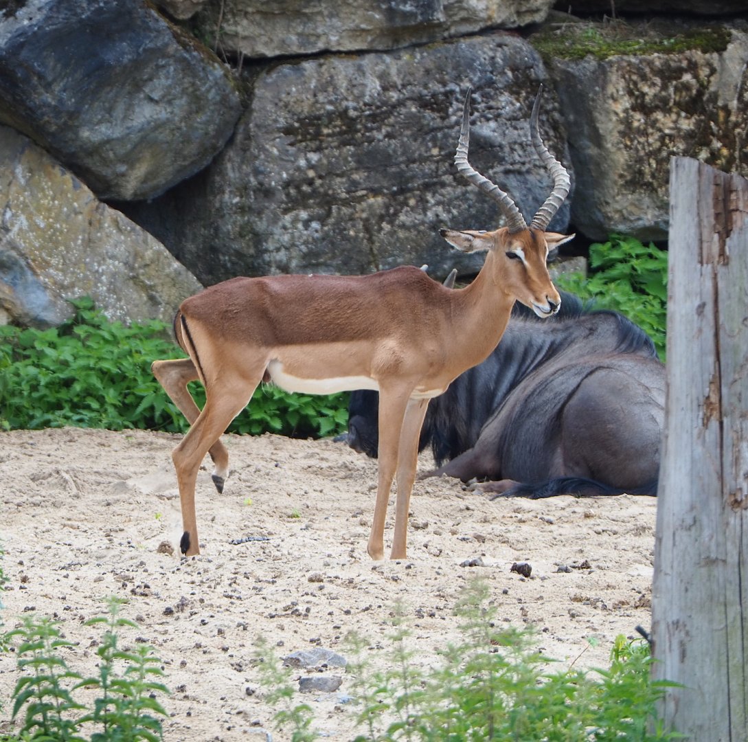 Common impala (Aepyceros melampus melampus), 2022-06-28