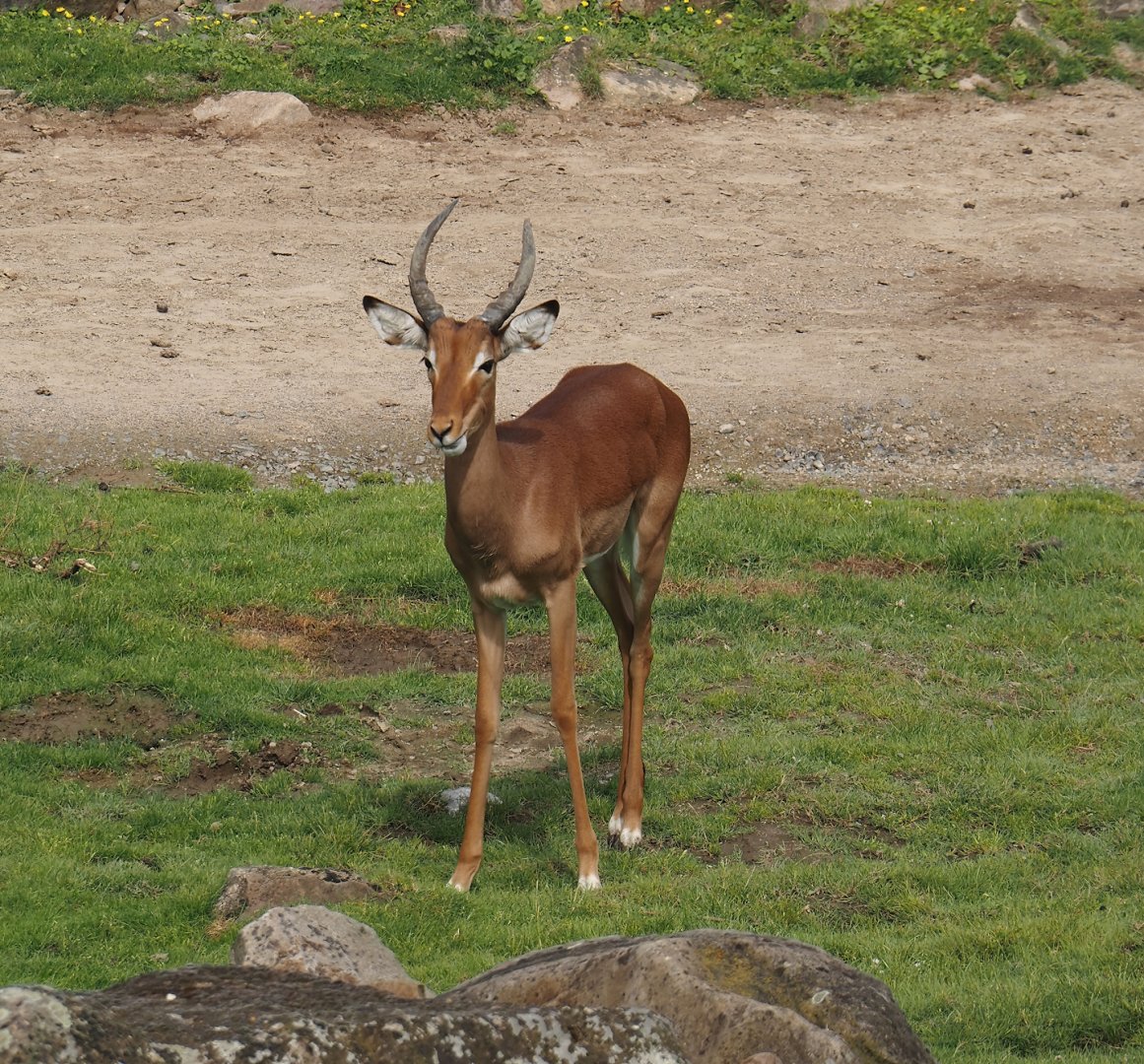Common impala (Aepyceros melampus melampus), 2024-08-05