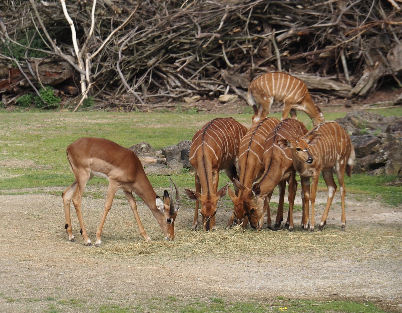 Common impala (Aepyceros melampus melampus) and Lowland Nyalas (Tragelaphus angasii), 2024-08-05