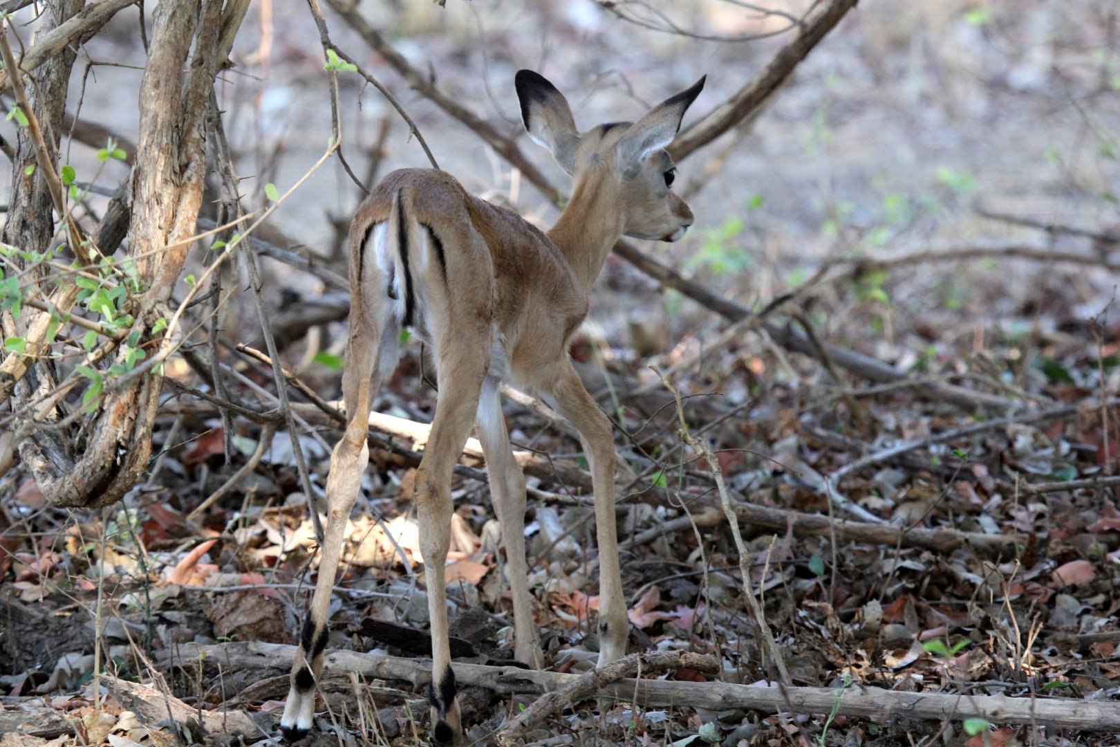 Common Impala (Aepyceros melampus melampus) newborn