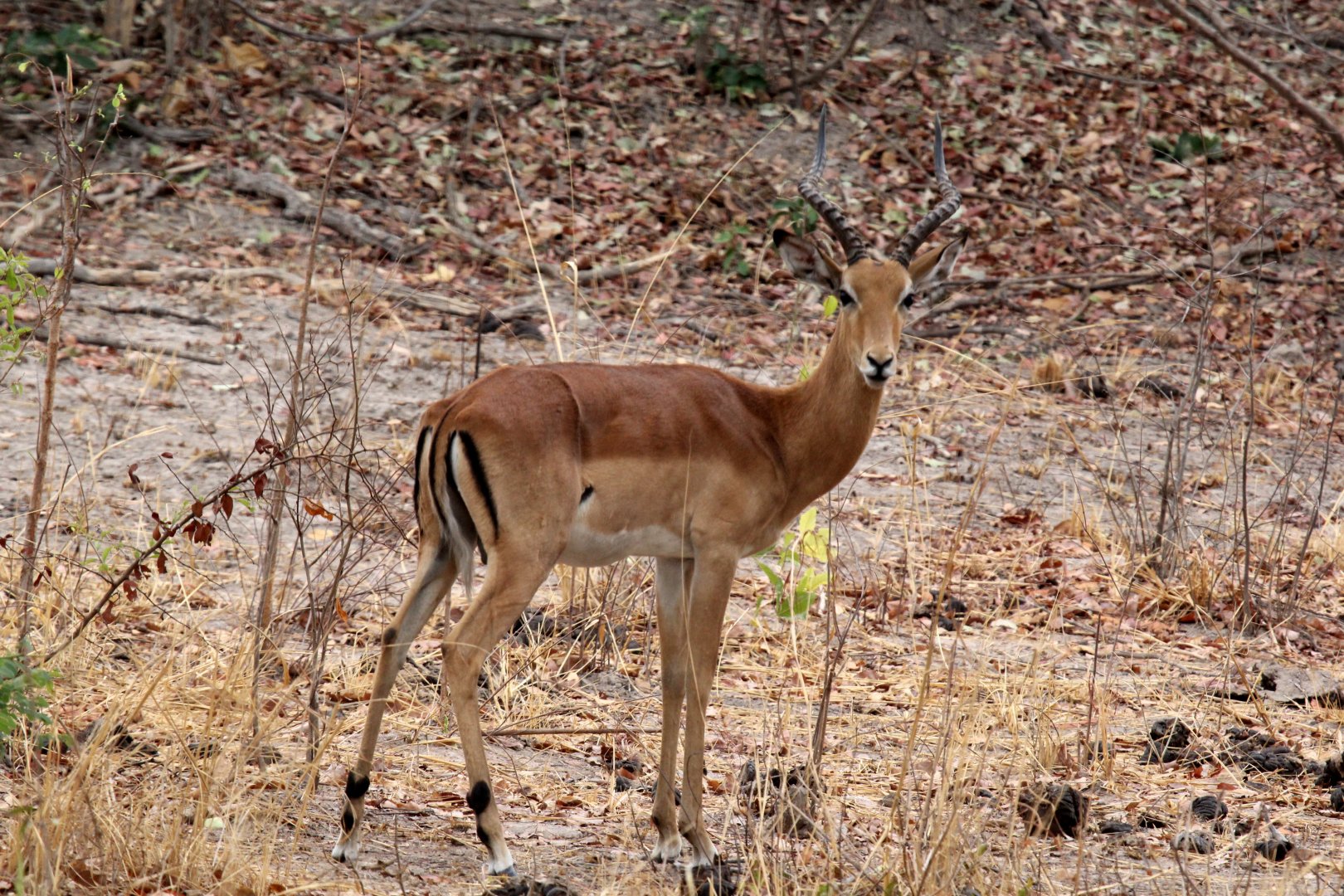 common impala (Aepyceros melampus melampus)