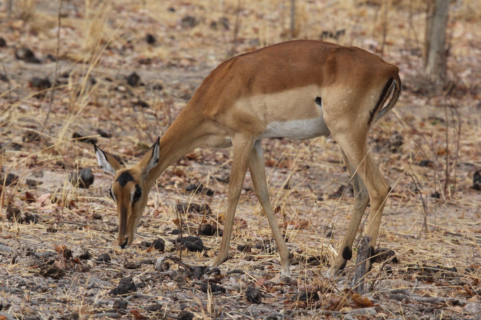 common impala (Aepyceros melampus melampus)