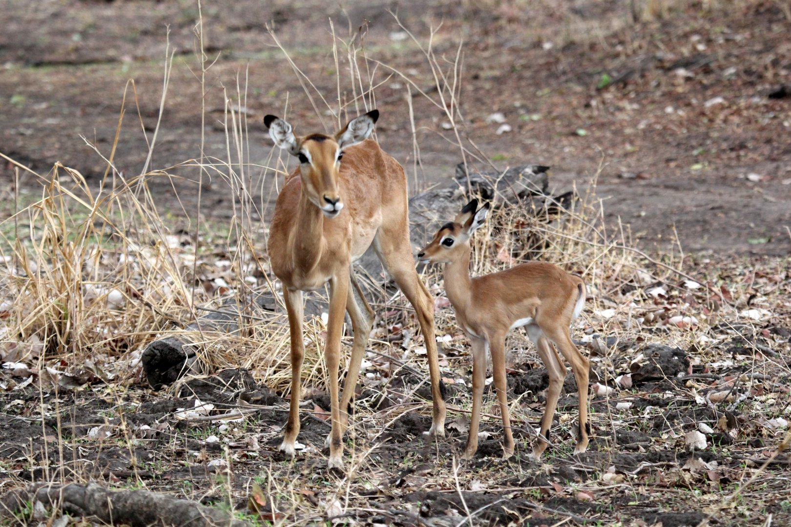 Common impala (Aepyceros melampus melampus)