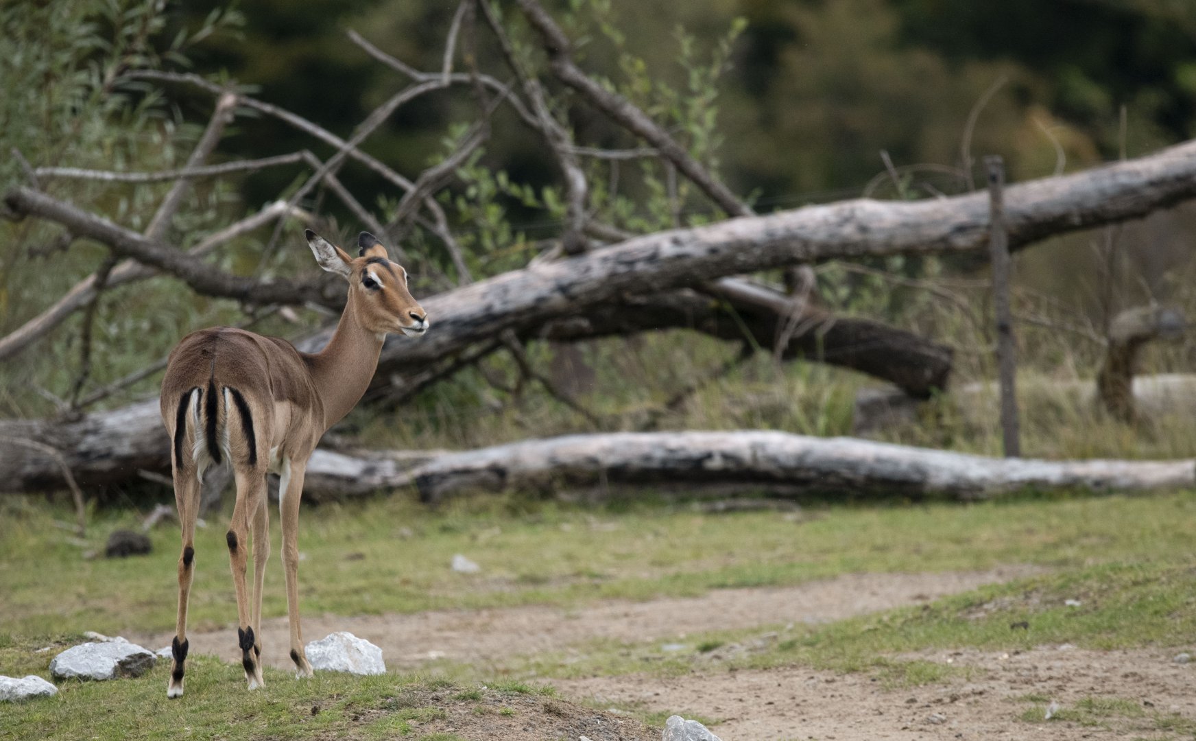 Common impala (Aepyceros melampus melampus)