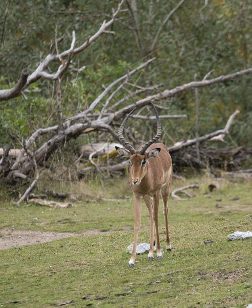 Common impala (Aepyceros melampus melampus)