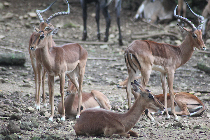 Common impala (Aepyceros melampus melampus)