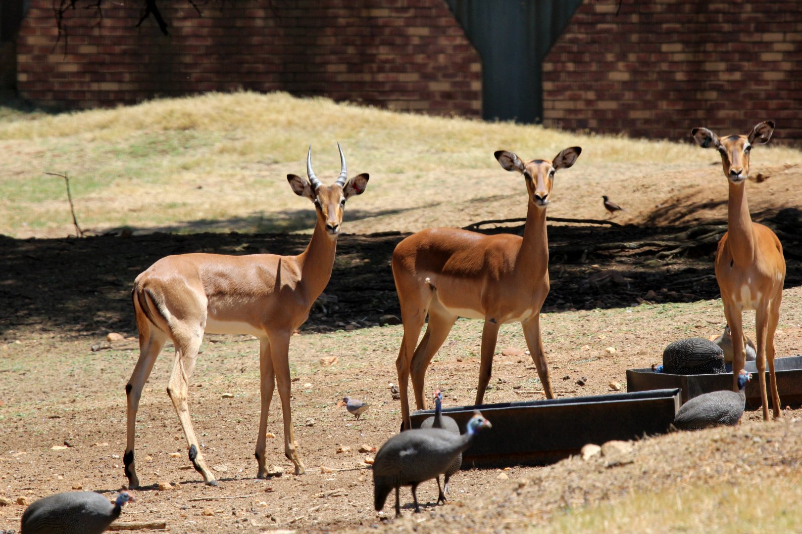 common impala (Aepyceros melampus)