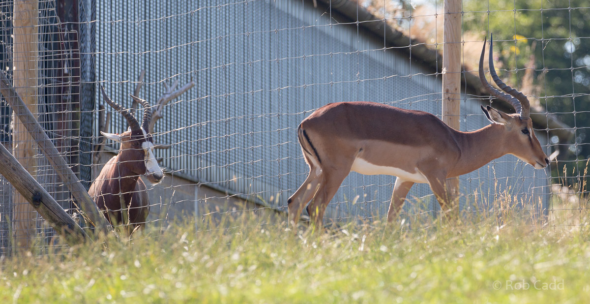 Common impala; blesbok : Whipsnade : 06 Aug 2016