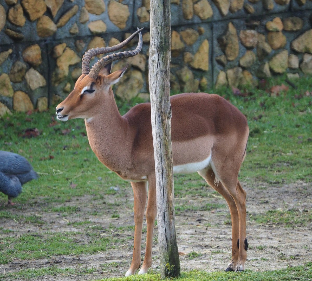 Common impala buck (Aepyceros melampus melampus), 2019-12-28