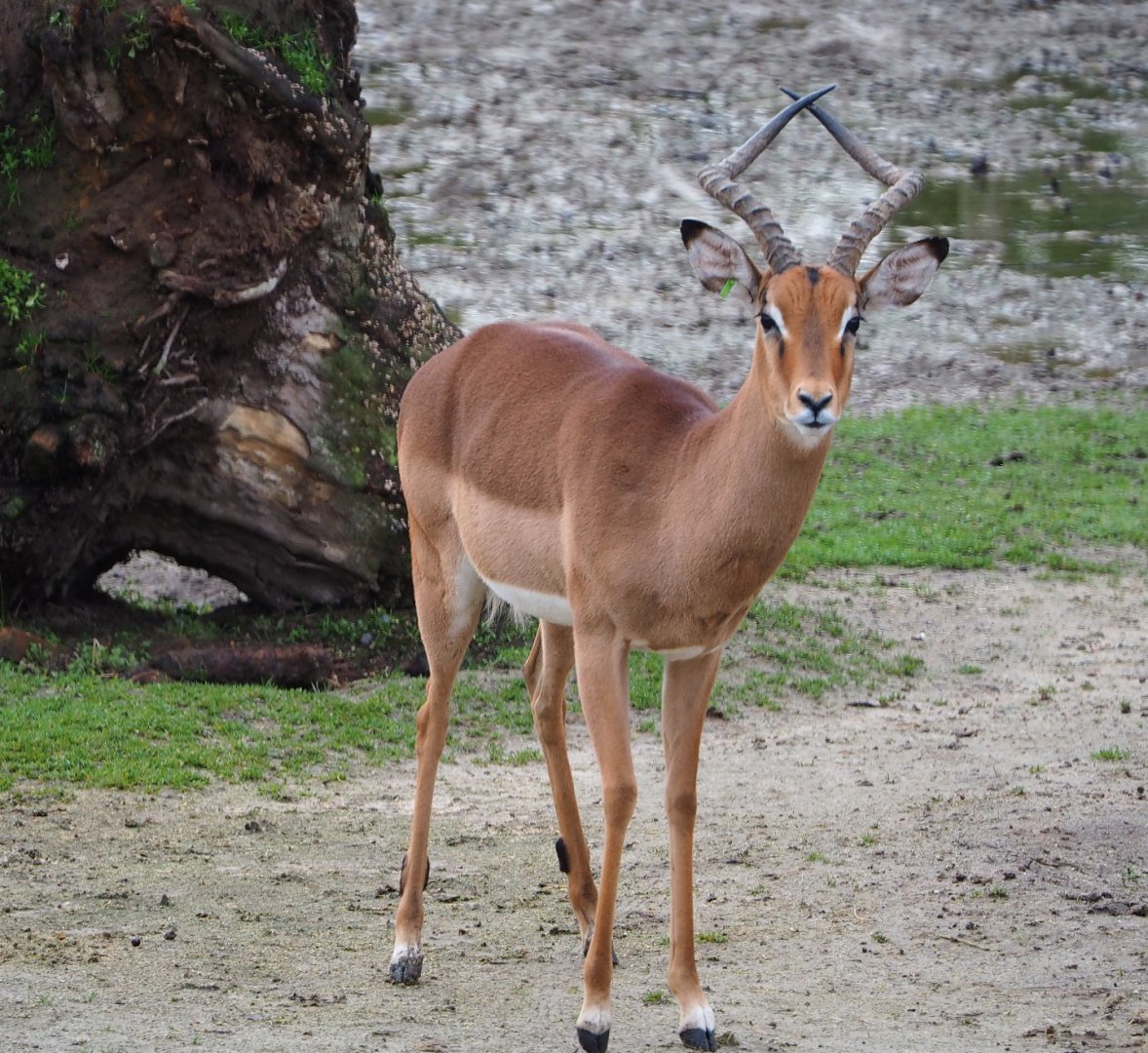 Common impala buck (Aepyceros melampus melampus), 2020-01-11