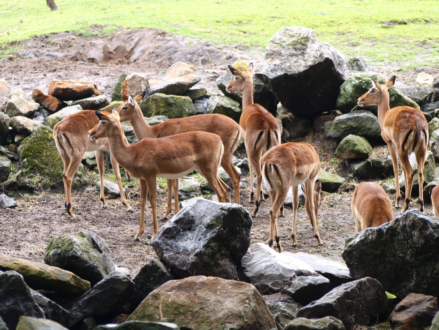 Common impala herd (Aepyceros melampus melampus), 2015-07-19