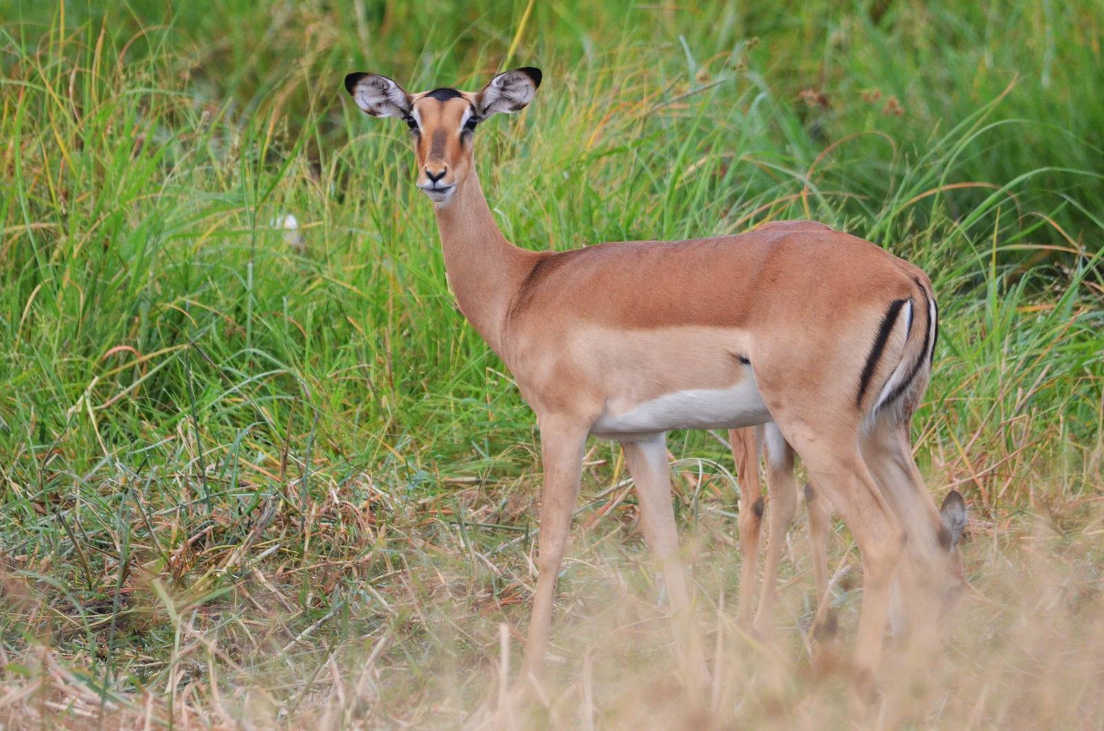 Common Impala, Khwai Community Area, Botswana, 24/04/16