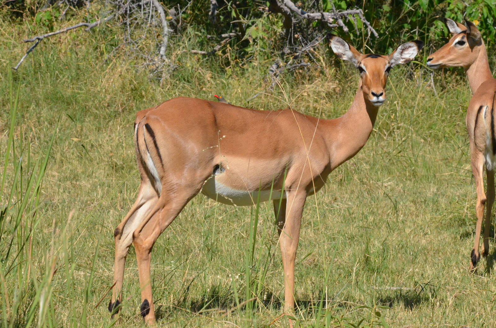 Common Impala, Moremi Game Reserve, Botswana, 28/04/16